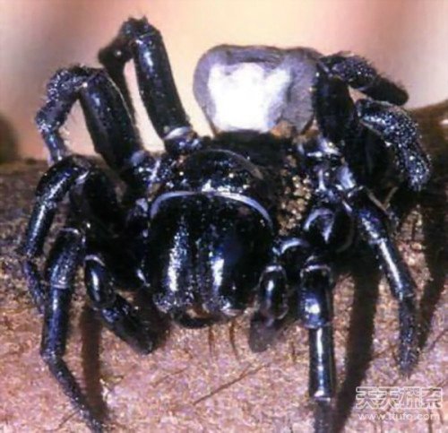 揭秘全球十大最毒動物 人類碰之斃命