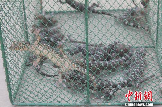 男子非法獵捕野生大壁虎被刑拘