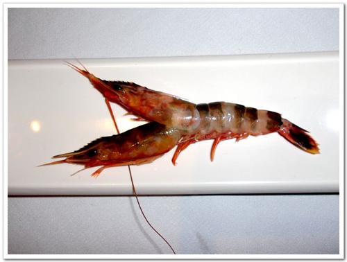 澳洲現罕見雙頭蝦