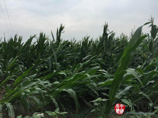 玉田縣大風天氣