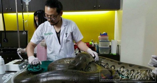 醫生為巨蟒切腫瘤