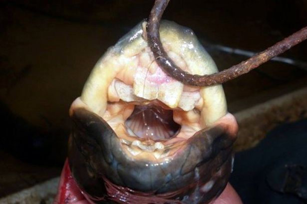 阿根廷捕獲奇特魚