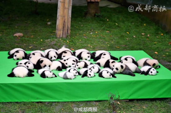 宇宙第一天團(tuán)萌癱