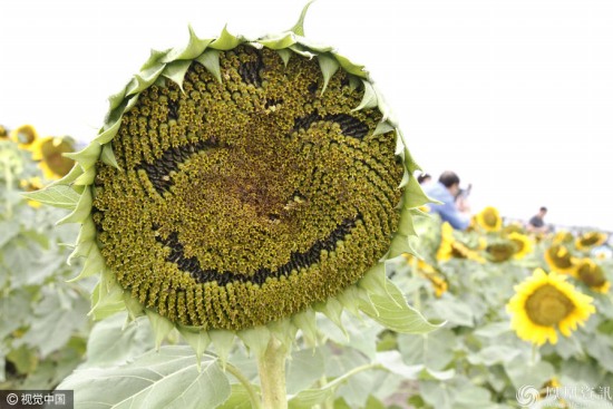 市民摳出葵花寶典