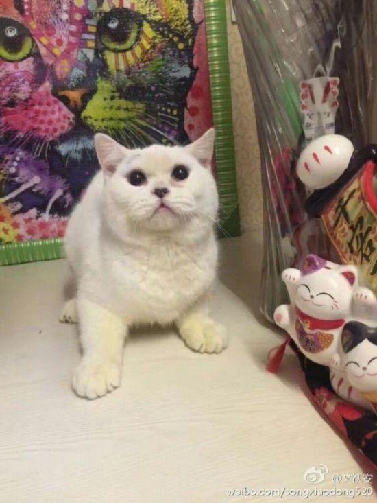 剝貓皮女子道歉 希望給活著的人一個改過的機會