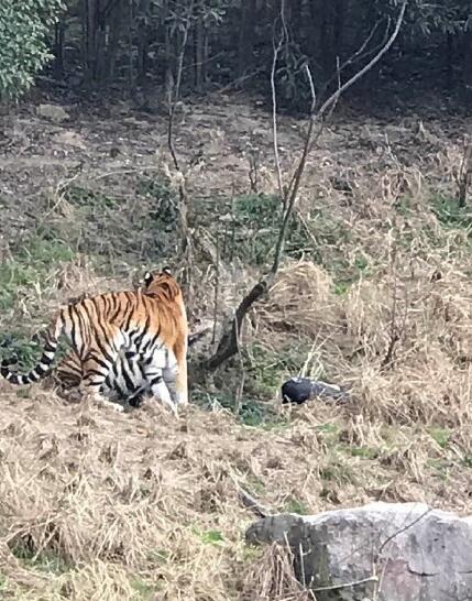 寧波老虎咬人事件