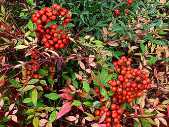 老太拿毒果煮湯