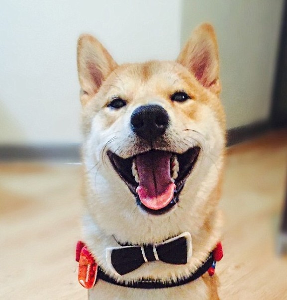 柴犬愛看電視走紅