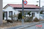 野豬引發(fā)民眾恐慌 日本人膽小