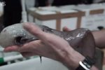 澳大利亞現(xiàn)無臉魚 深海怪魚