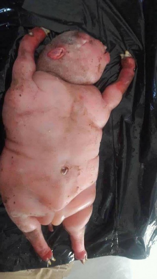 南非驚現半人半獸