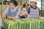 日本開賣方形西瓜 好看不好吃