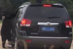 游客開車窗喂熊作死呢