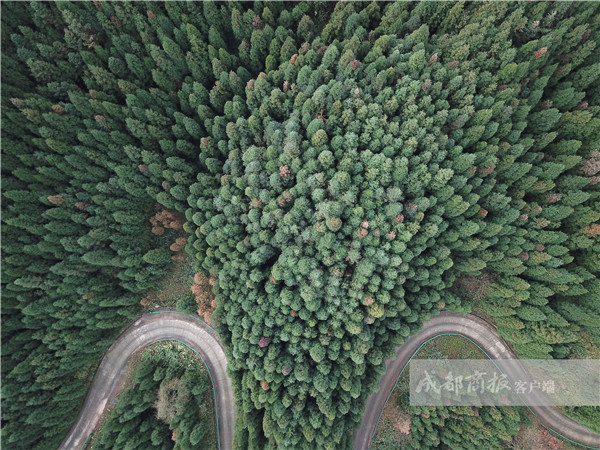 四川松鼠成災(zāi)