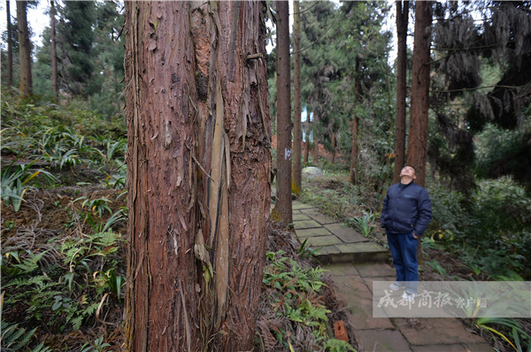 四川松鼠成災(zāi)