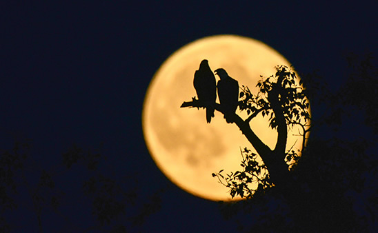 近80年第八大滿月