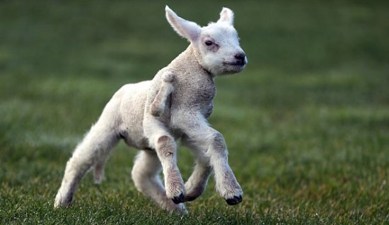 羊羔天生5條半腿