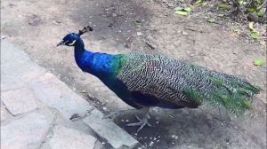 孔雀遭拔毛成公雞