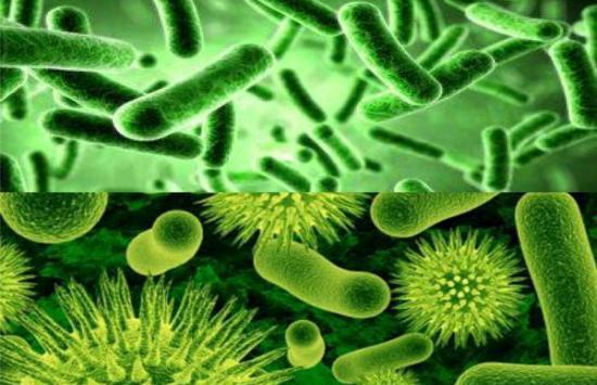 手機竟比馬桶還臟