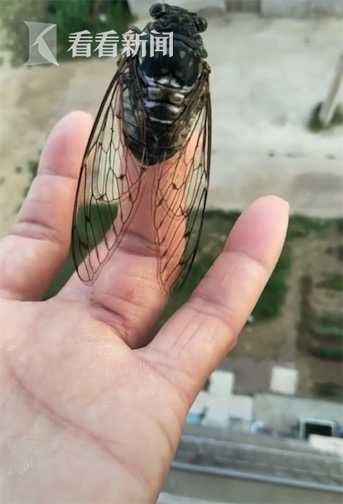 女子給蟬帶上耳機