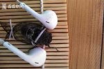女子給蟬帶上耳機 讓知了體會太吵的感受