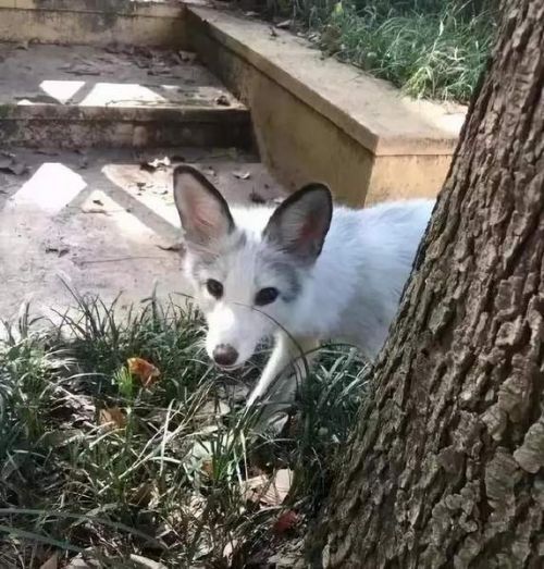 武漢大學(xué)小白狐