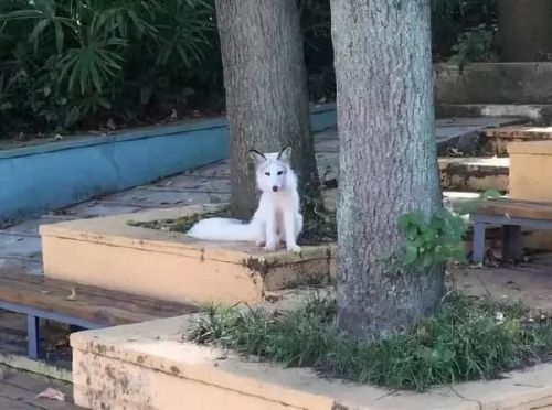 武漢大學(xué)小白狐