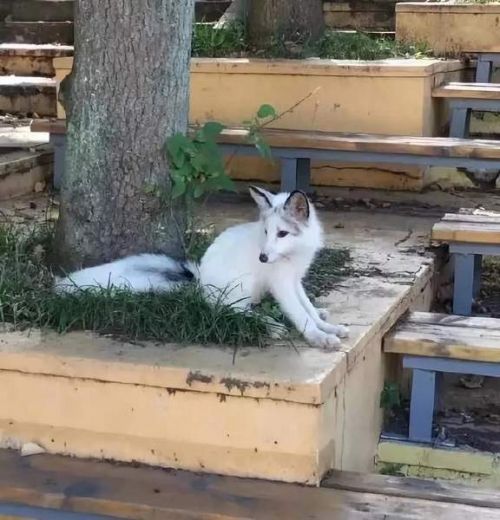 武漢大學(xué)小白狐