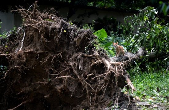 第22號臺風山竹對深圳的影響