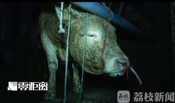 給活牛注水120斤 暗訪黑心屠宰場
