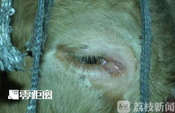 給活牛注水120斤 暗訪黑心屠宰場