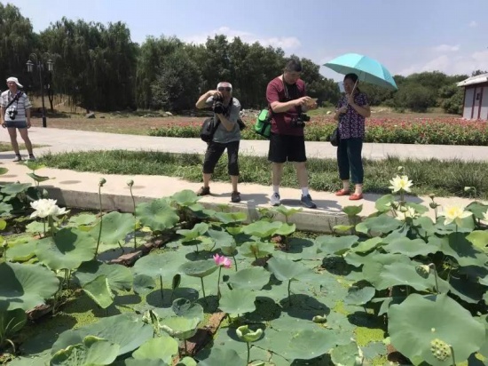 百年古蓮復活開花