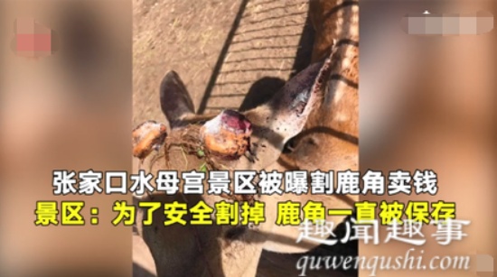 曝景區(qū)割鹿角賣錢