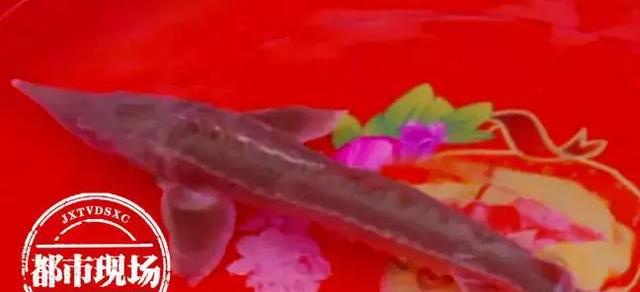 極其罕見！江西男子在贛江抓到&ldquo;怪魚&rdquo;，是國家一級保護動物