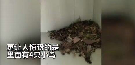 宿舍柜子孵出小鳥