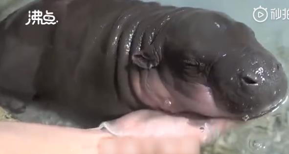 世界上體型最小只的河馬圖片