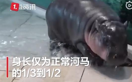 侏儒河馬非常的蠢萌