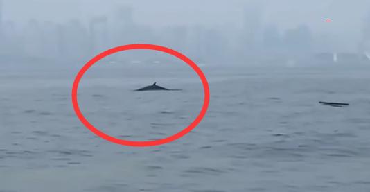 青島三浴近海鯨魚出沒