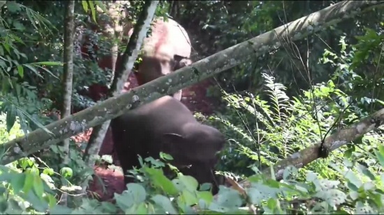 云南寧洱出現(xiàn)24頭野生亞洲象