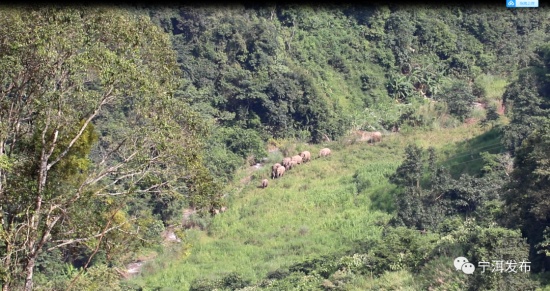 云南寧洱出現(xiàn)24頭野生亞洲象