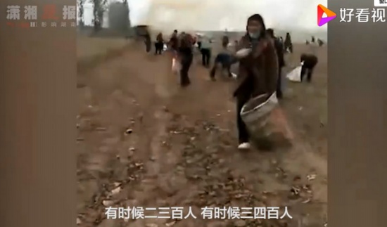 承包商收花生遭數百村民哄搶