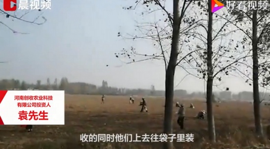 承包商收花生遭數百村民哄搶