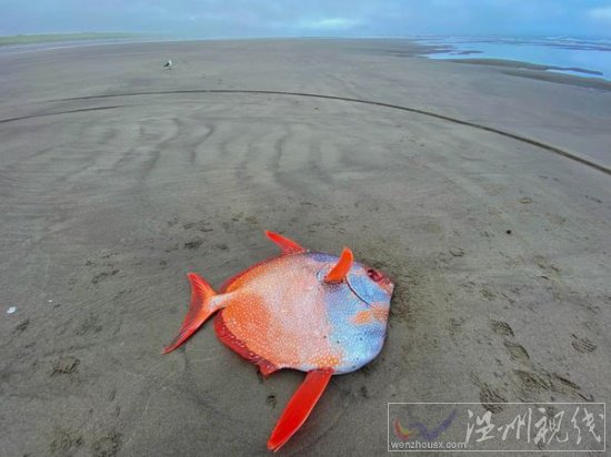 俄勒岡海灘發現罕見熱帶魚月魚 漂亮的Opah魚