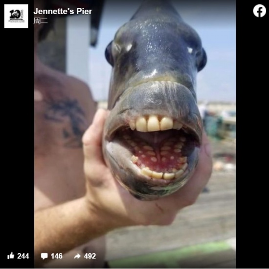 羊頭魚長滿人類牙齒的魚