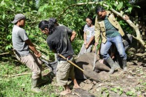 蘇門答臘象遭偷獵者陷阱捕殺
