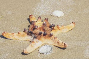 科學(xué)家解開50多億只海