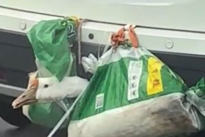 返程高速上的車尾掛