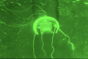 西北工業(yè)大學(xué)研制出