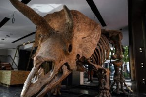 印度發現三角龍化石